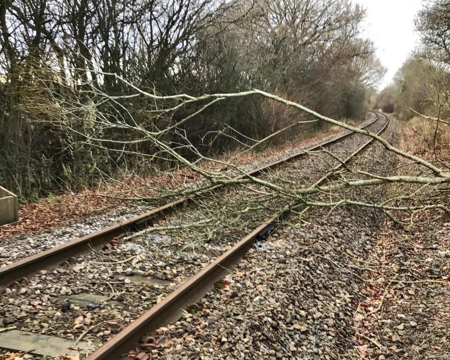 Tree on the heart of wales line