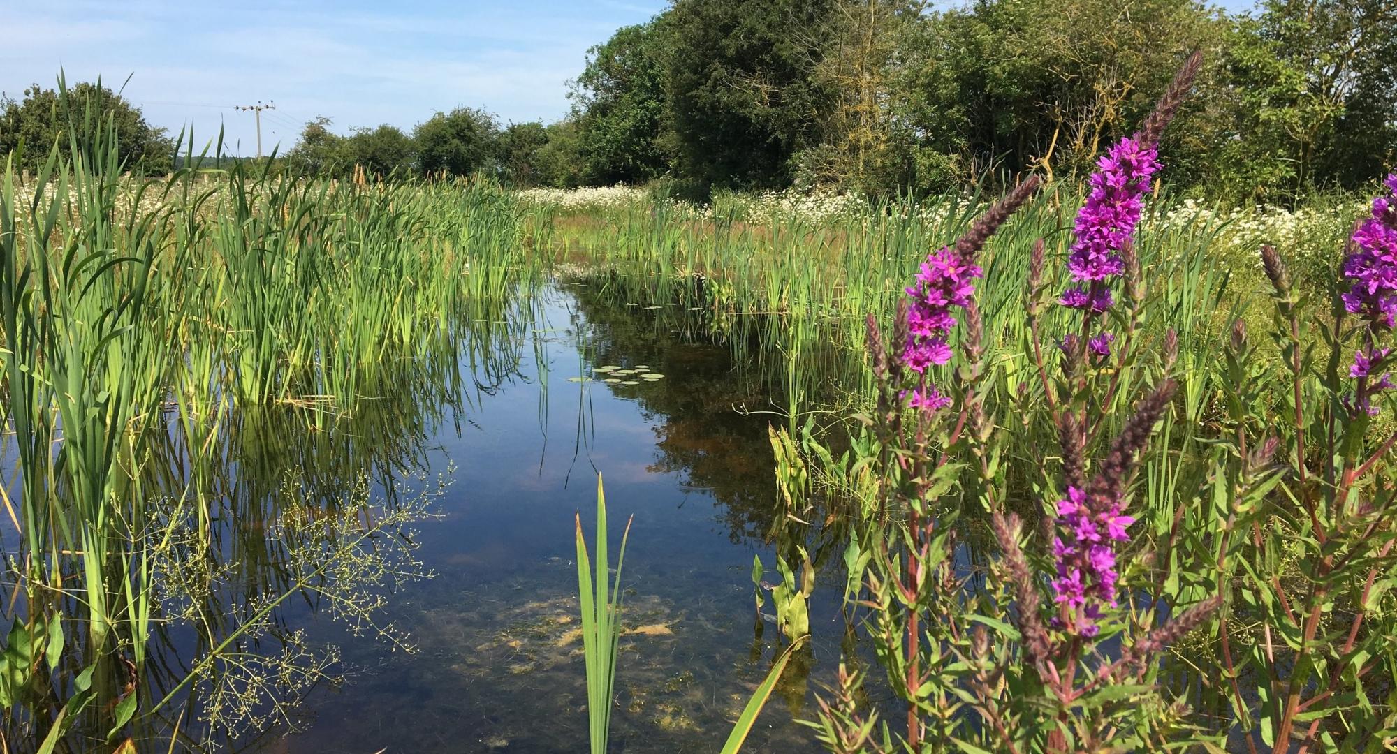 HS2: Webinar to discuss new habitats and wetlands in the West Midlands