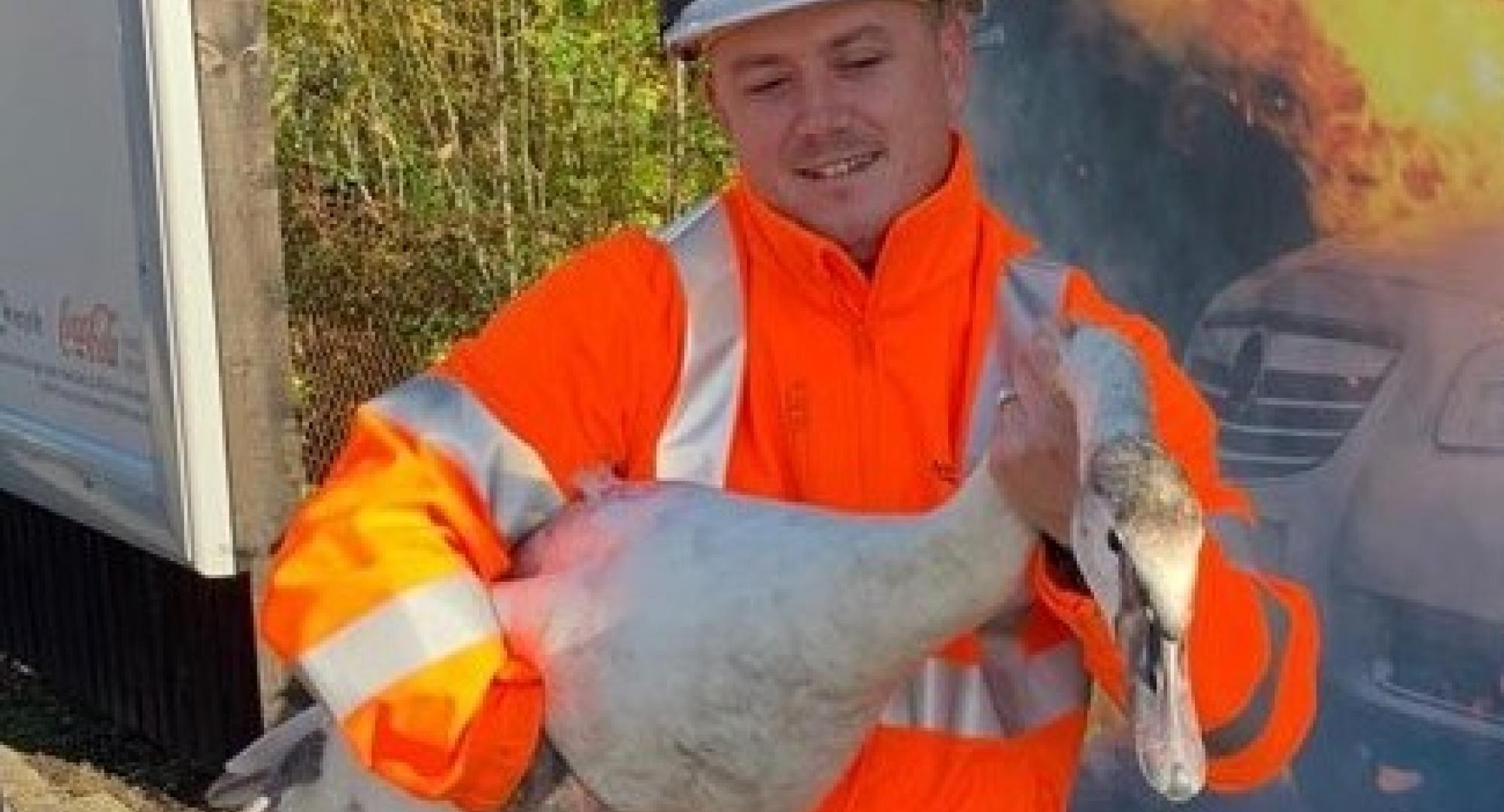 Swan on the track 