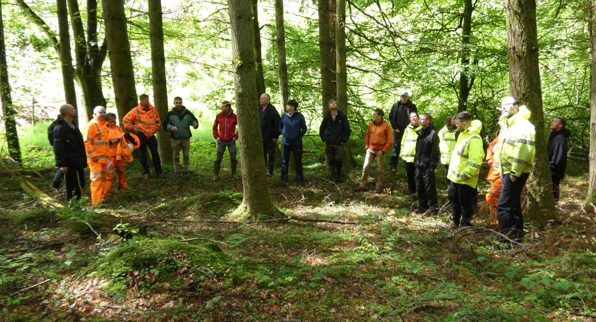 Forestry work from Network Rail 