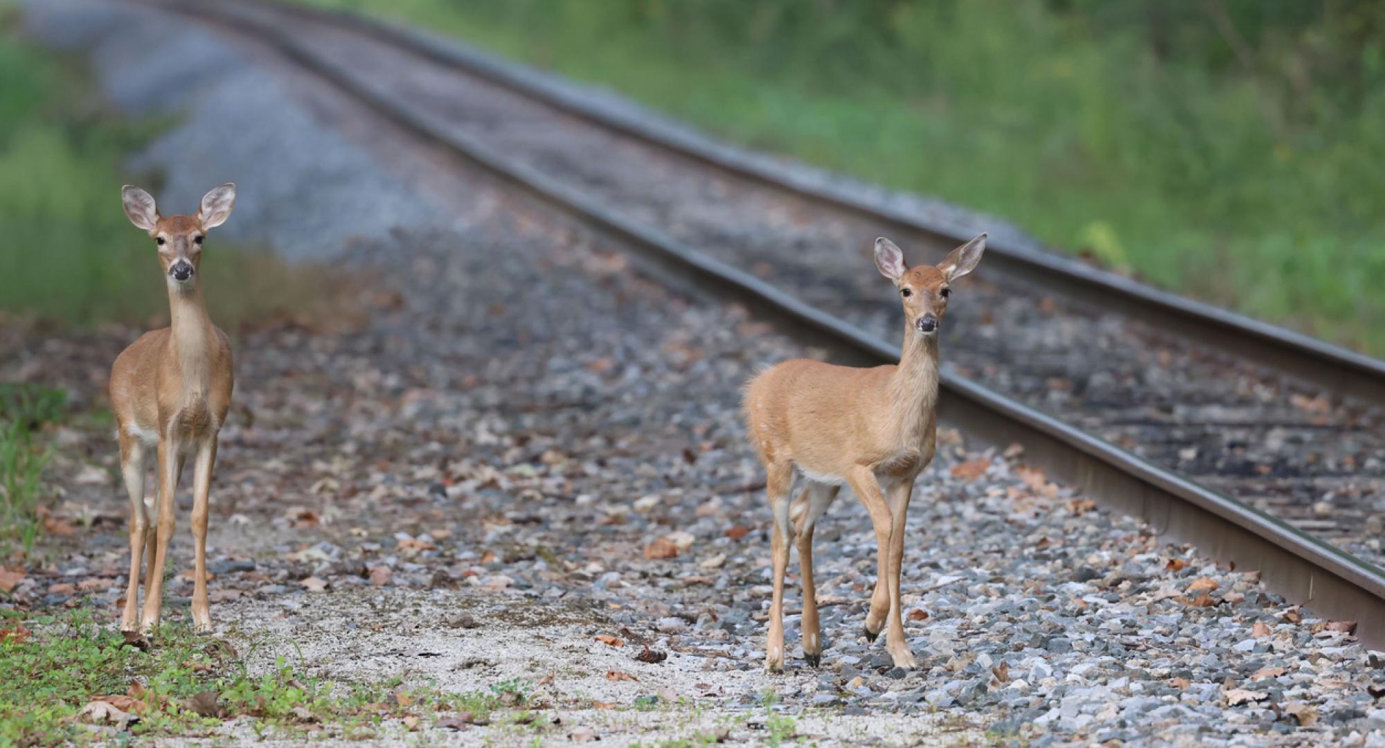 Alstom collaboration on wildlife detection technology