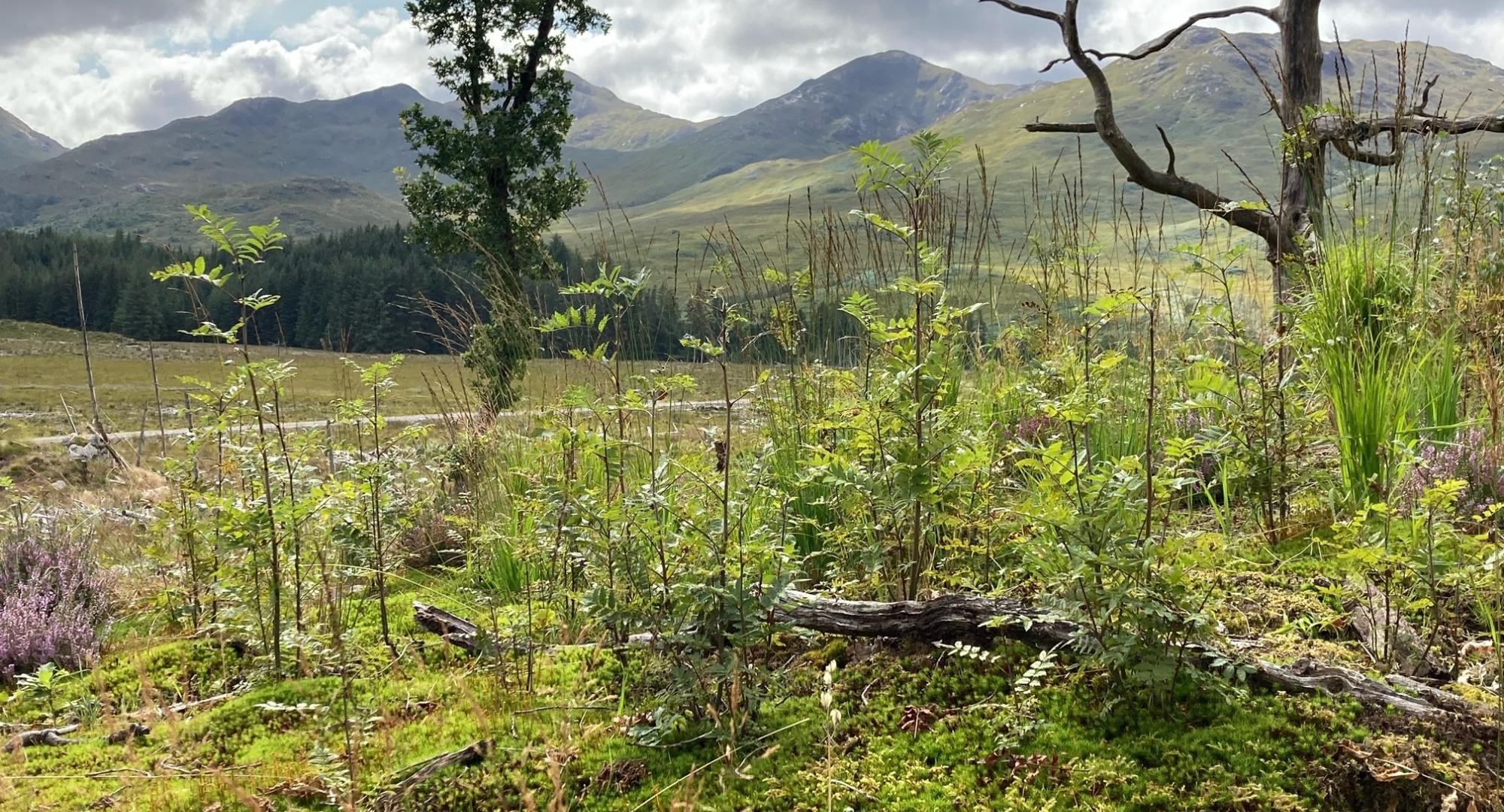 Regeneration (smaller trees growing) and native trees (the larger established ones in the background)