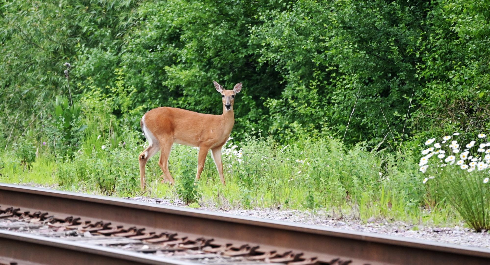 Deer on a train track