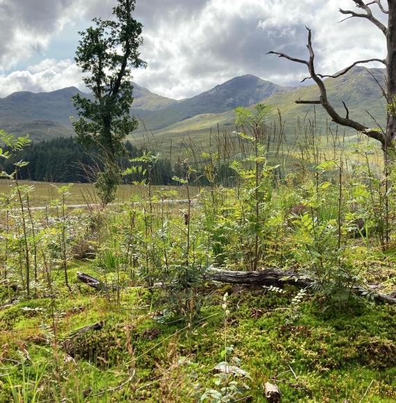 Regeneration (smaller trees growing) and native trees (the larger established ones in the background)