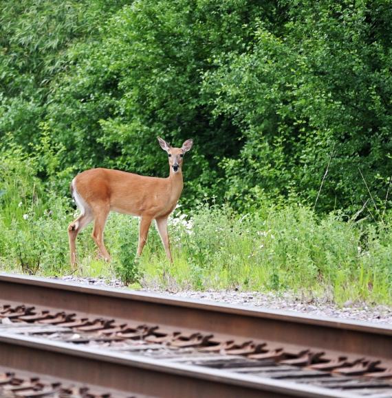 Deer on a train track